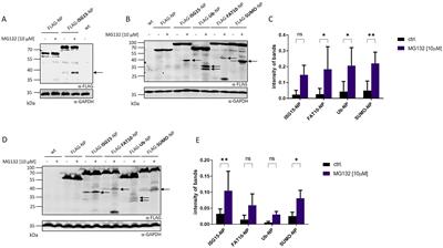 Cellular stress increases DRIP production and MHC Class I antigen presentation